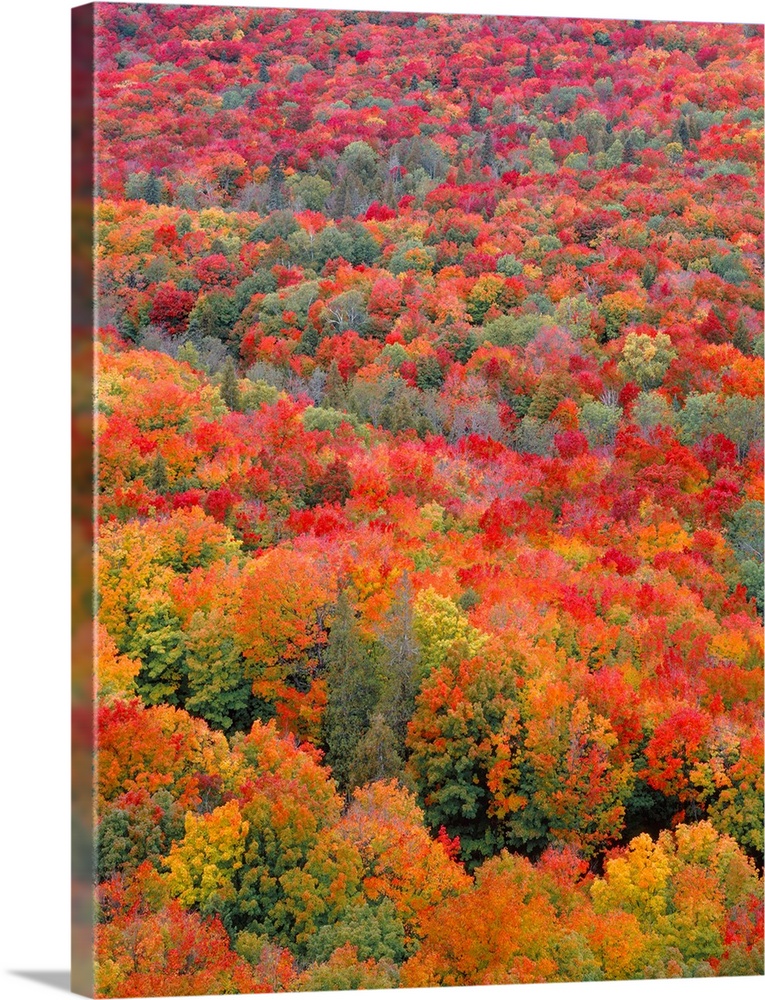 USA, Minnesota, Superior National Forest, Spectacular autumn colors of northern hardwood forest.