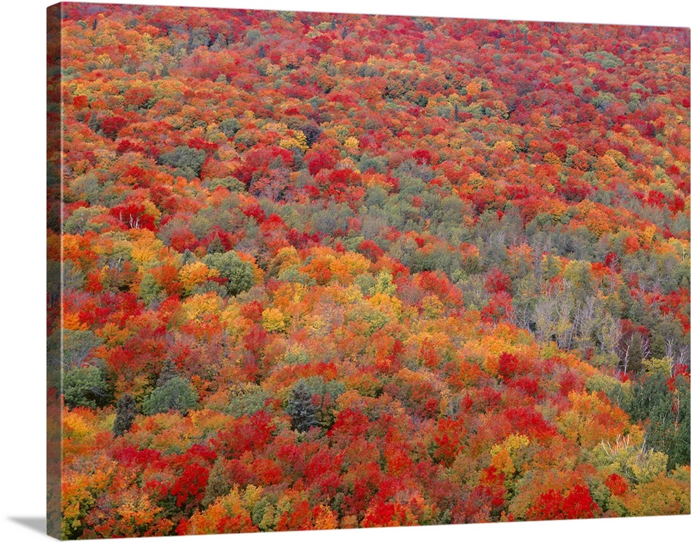 USA, Minnesota, Superior National Forest, Spectacular autumn colors of northern hardwood forest..