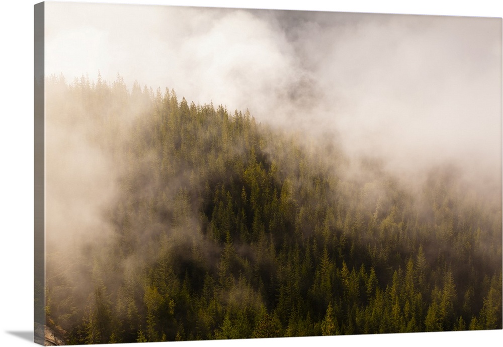 Mist over the trees in Squamish, British Columbia, Canada