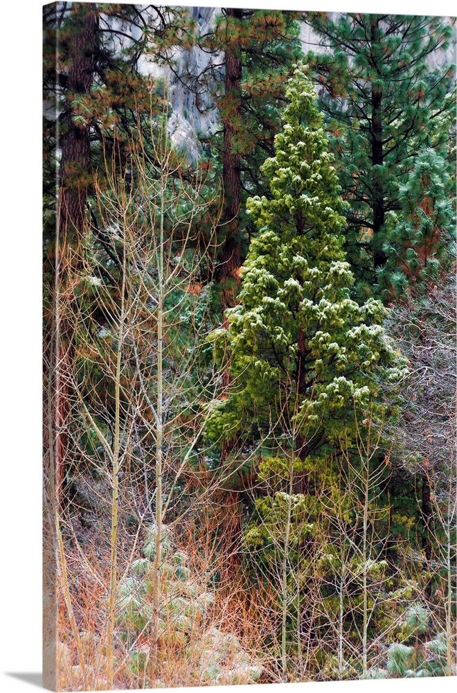 Mixed forest in winter, Yosemite Valley, Yosemite National Park, California USA.