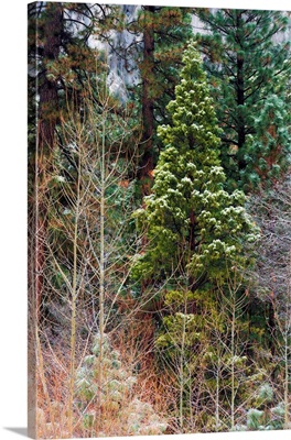 Mixed Forest In Winter, Yosemite Valley, Yosemite National Park, California