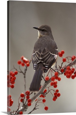 Mockingbird among hawthorn berries