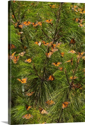 Monarch Butterflies in Pine Trees, El Rosario Butterfly Reserve, Michoacan, Mexico