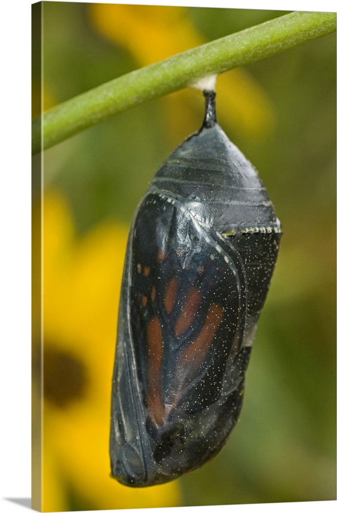 Monarch butterfly chrysalis about to hatch, Hill County, Texas.