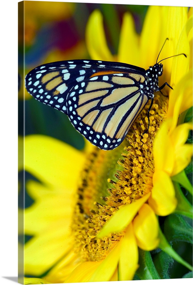 Monarch Butterfly, Danaus plexippus.