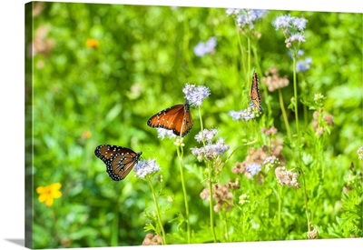 Monarch Butterfly On Buttonbush Flower, Austin, Texas, USA