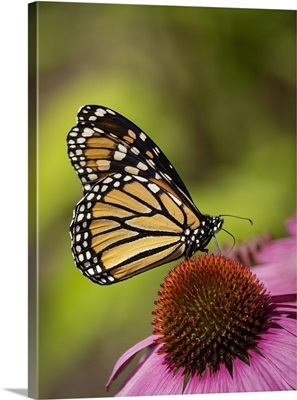 Monarch Butterfly On Echinacea Flower
