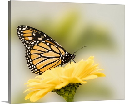 Monarch Butterfly On Flower