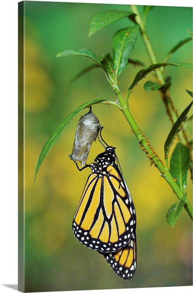 Monarch (Danaus plexippus), butterfly emerging from chrysalis on Tropical milkweed (Asclepias curassavica) wings unfolding...
