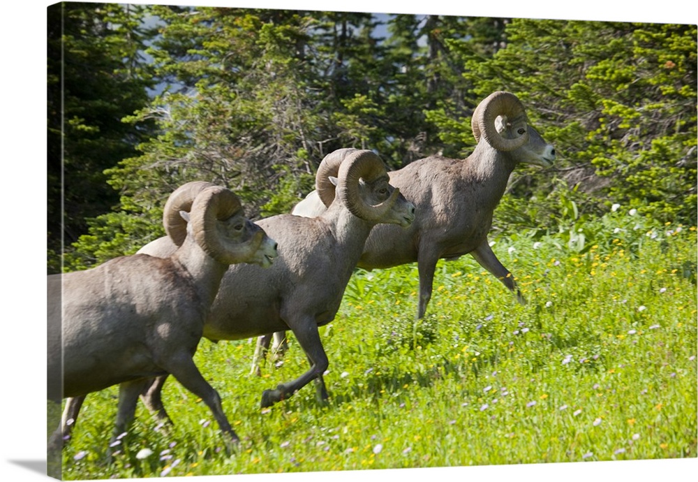 MT, Glacier National Park, Logan Pass, Bighorn Sheep Rams