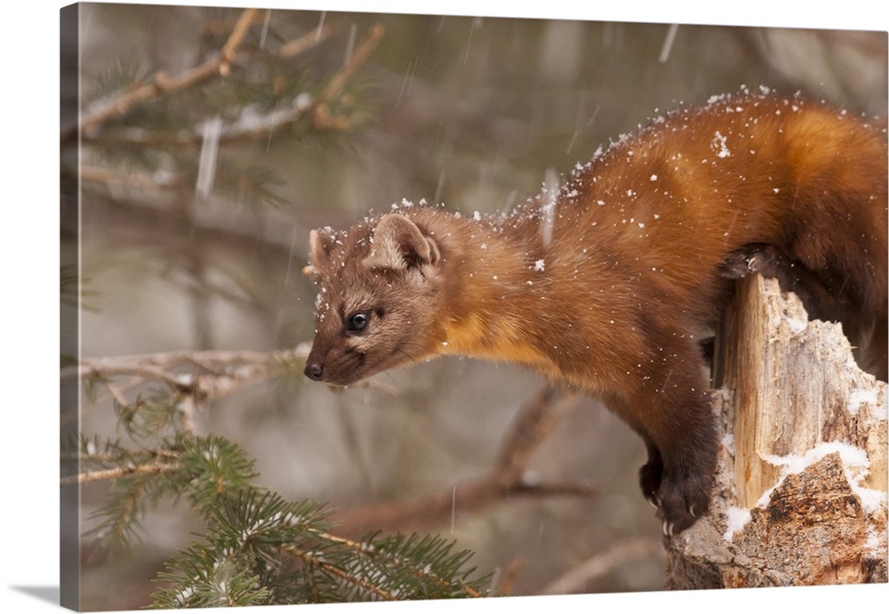 USA, Montana, Martes americana, pine marten.