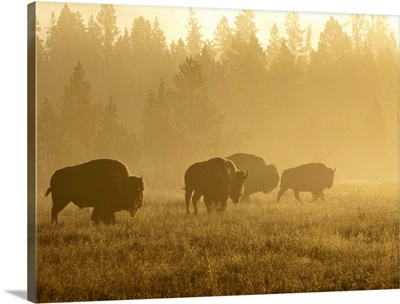 Montana, Yellowstone NP, Bison in mist