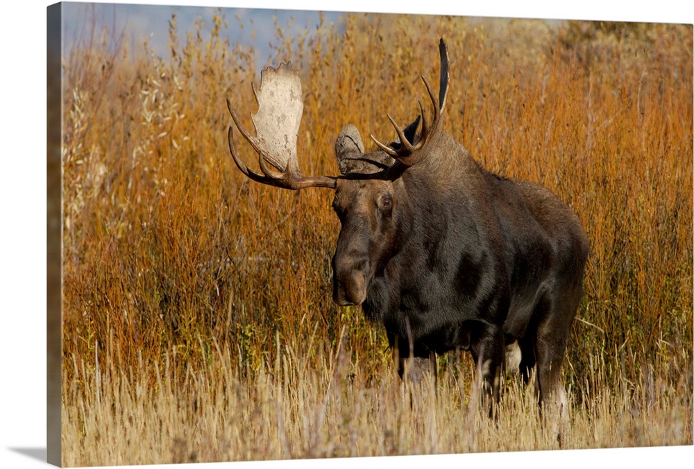 Moose, Alces alces, bull, Grand Teton NP,Wyoming, September 2005