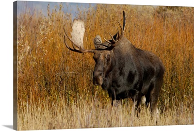 Moose, Alces alces, bull, Grand Teton NP, Wyoming