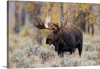 Moose (Alces Alces) Bull In Fall, Grand Teton National Park, WY