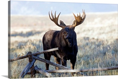 Moose, Grand Teton National Park, Wyoming