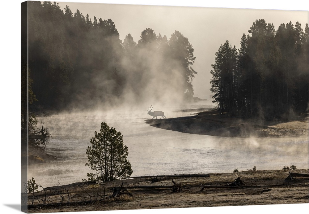 Morning mist on Yellowstone River, Yellowstone National Park, Wyoming. United States, Wyoming.