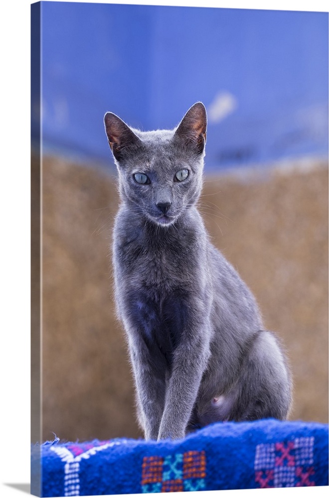 Morocco, Chefchaouen. A female cat looks on in curiosity.