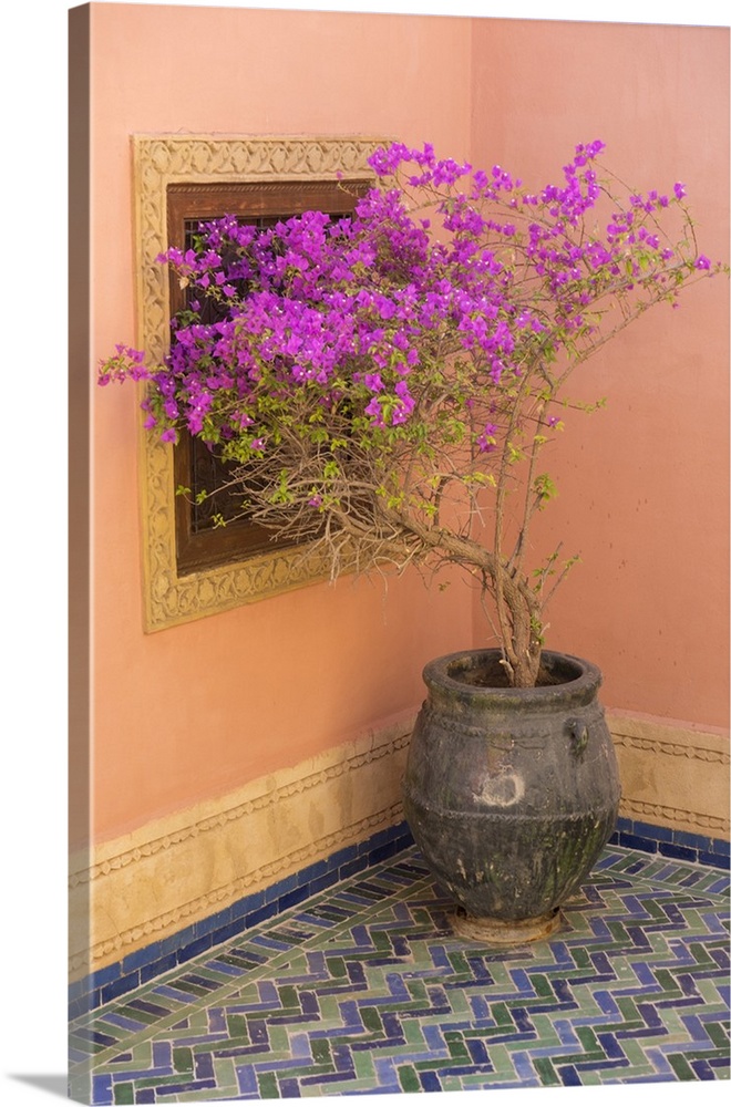 Morocco, Marrakech. Bougainvillea labra in purple pot next to ochre colored walls on tiled floor.