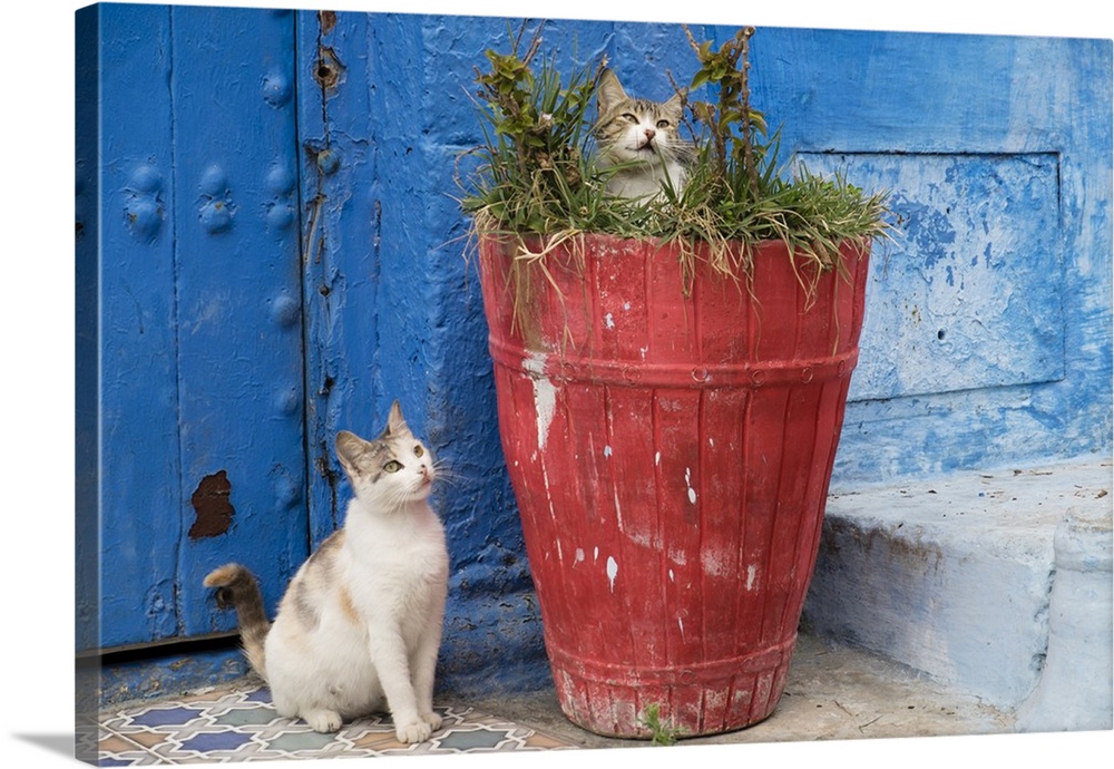 Morocco, Rabat, Sale, Kasbah des Oudaias, Cats hanging out by a potted plant.