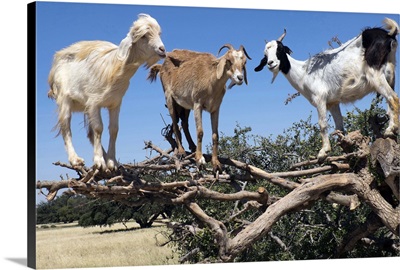 Morocco, road to Essaouira, goats climbing in Argan trees