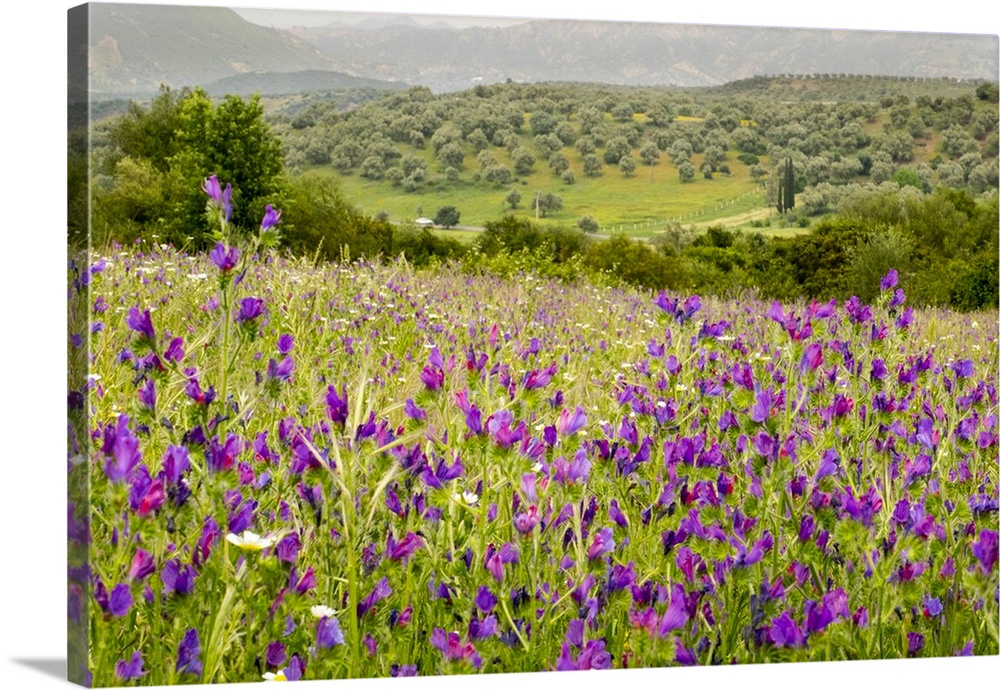 Morocco, Ifrane. Verbena, Coreopsis, Daisy, lavender, Statice, Mountain Bluet and cornflower.