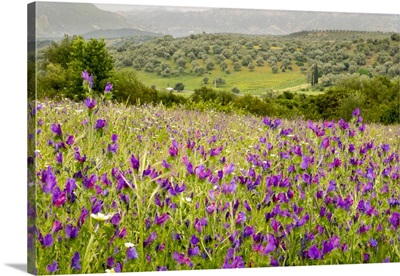 Morocco, Verbena, Daisy, lavender, Statice, Mountain Bluet and cornflower