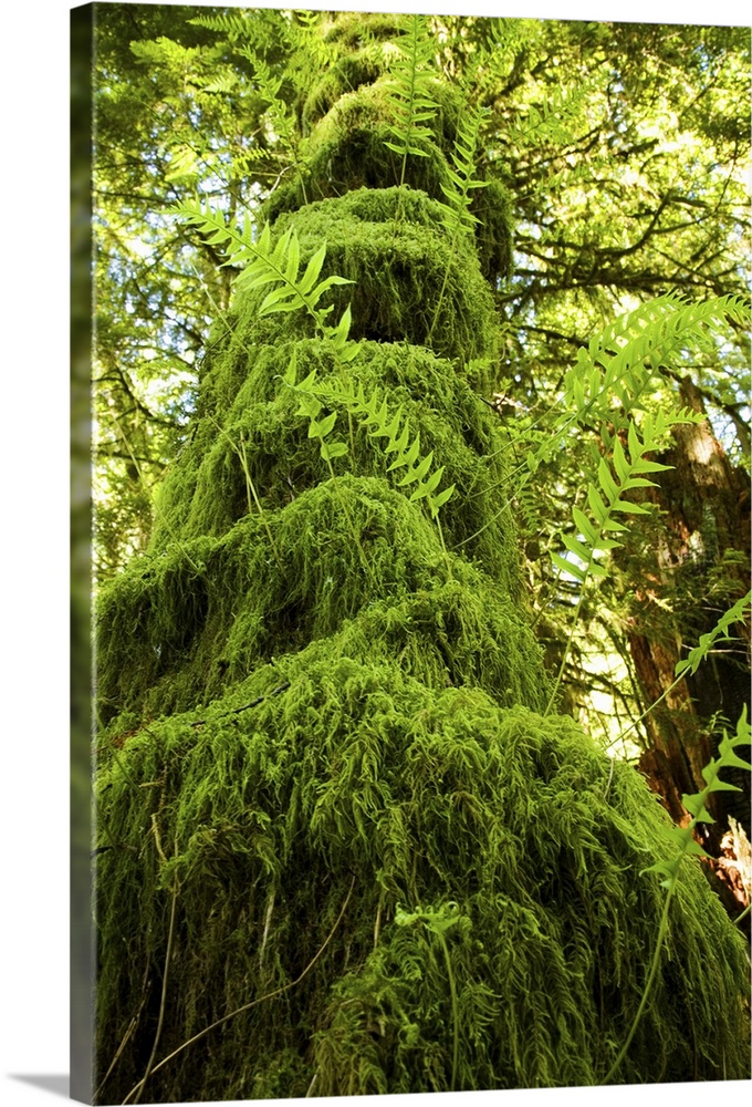 Mossy tree, Gibsons, BC, Canada