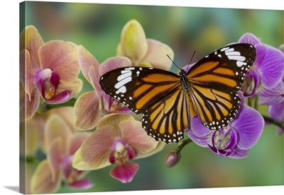 Moth Orchid Phalaenopsis And Monarch Butterfly