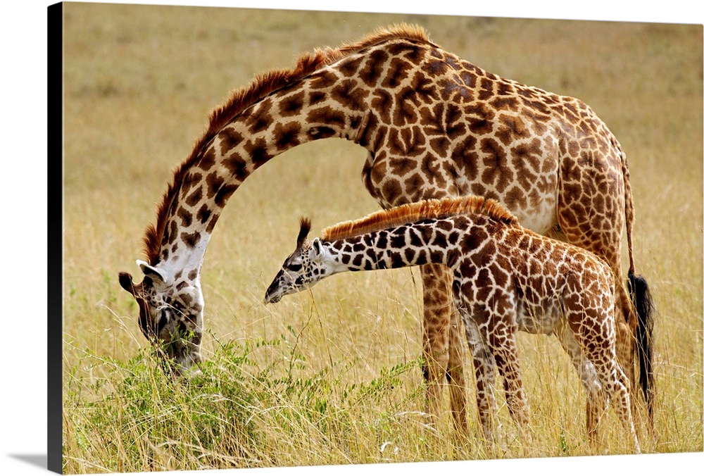 Mother and baby Masai Giraffe, Giraffa camelopardalis tippelskirchi, Masai Mara Game Reserve, Kenya.