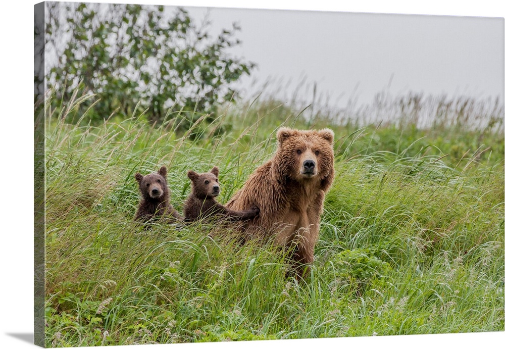 North America, USA, Alaska, Katmai National Park, Hallo Bay. Coastal Brown Bear, Grizzly, Ursus arctos. Mother grizzly bea...