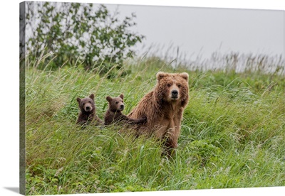 Mother Grizzly Bear With Twin Cubs, Katmai National Park