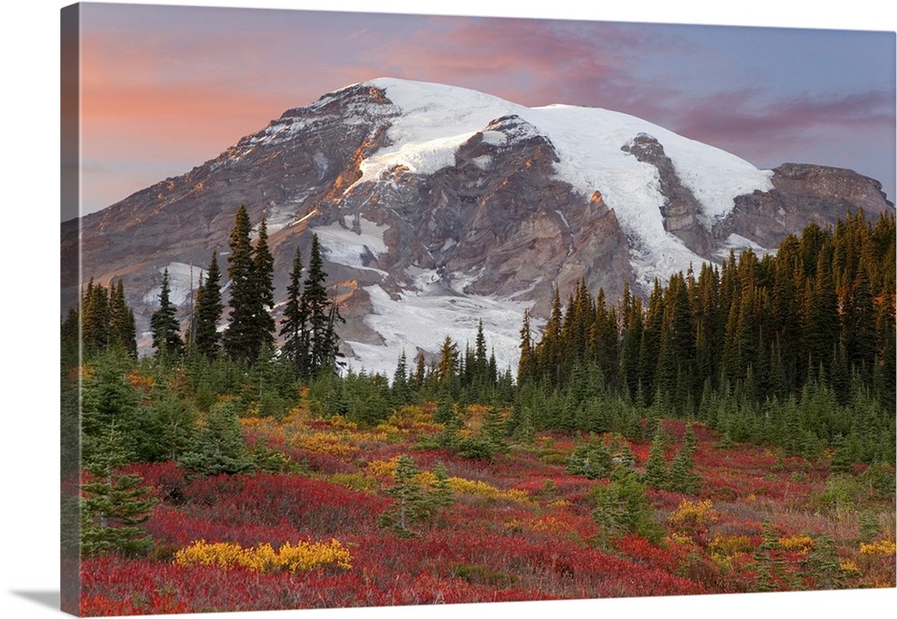 Washington, Mount Rainier National Park, sunset highlights on mountain  and fall-colored meadow in the Paradise area.