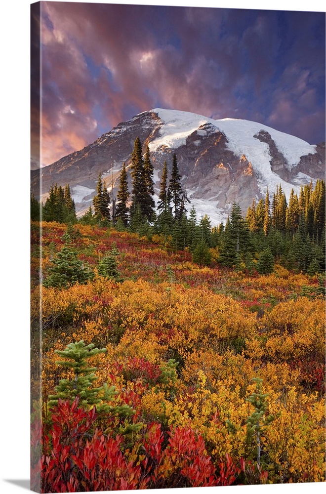 Washington, Mount Rainier National Park, sunset highlights on mountain  and fall-colored meadow in the Paradise area.
