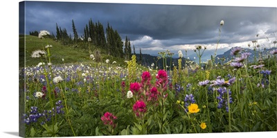 Mount Rainier National Park, Wildflowers Carpeting Edge Of Paradise Hiking Trail