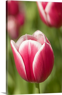 Mount Vernon, Washington State, Merry Widow Tulip Growing