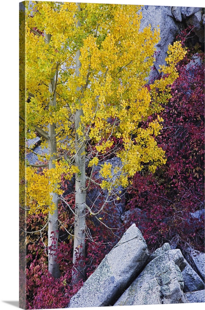 USA, California, Sierra Nevada Mountains. Mountain dogwood and aspen trees in autumn. Credit: Dennis Flaherty / Jaynes Gal...