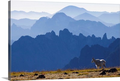Mountain Goat, Cascade Mountain Range