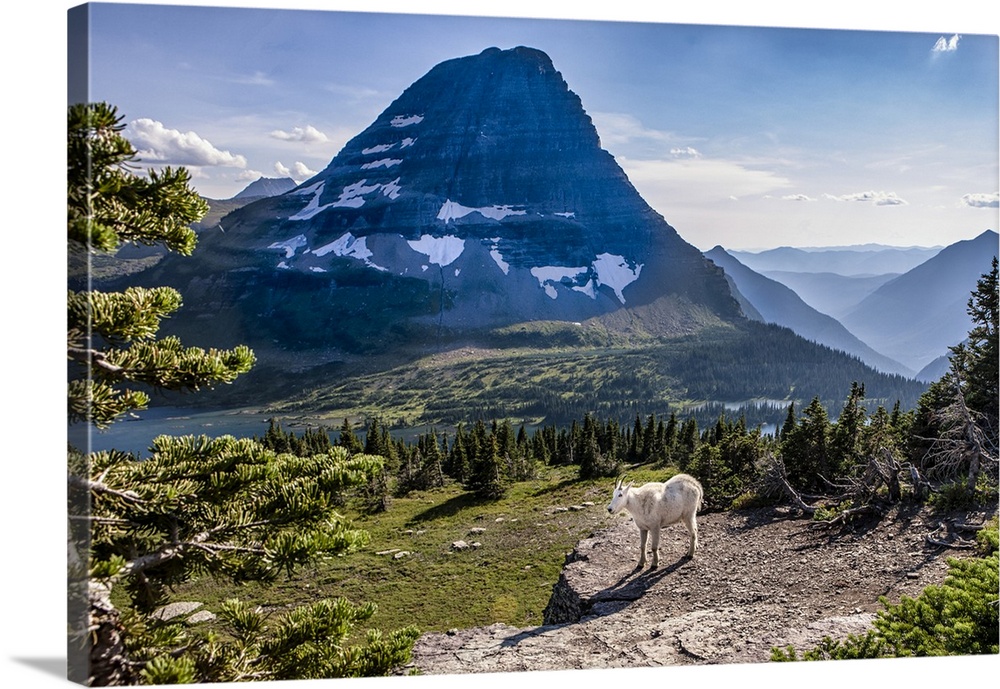 Mountain Goat in front of Bearhat Mountain and Hidden Lake. Glacier National Park. Montana. USA.