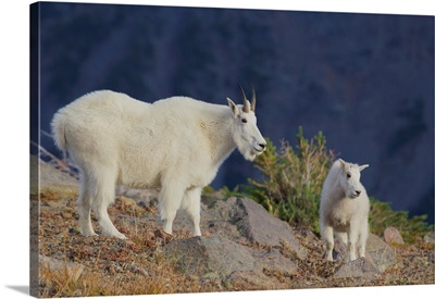 Mountain Goat, Nanny With Kid