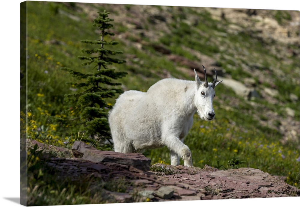 Mountain Goat on the Hillside. Glacier National Park. Montana. USA.