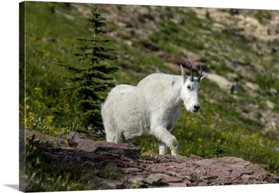 Mountain Goat on the Hillside, Glacier National Park, Montana, USA