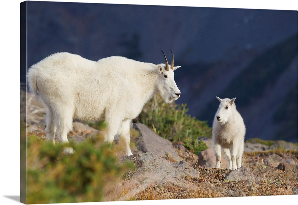 Mountain Goats; Nanny and Kid