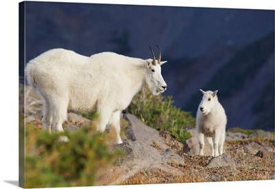 Mountain Goats, Nanny And Kid