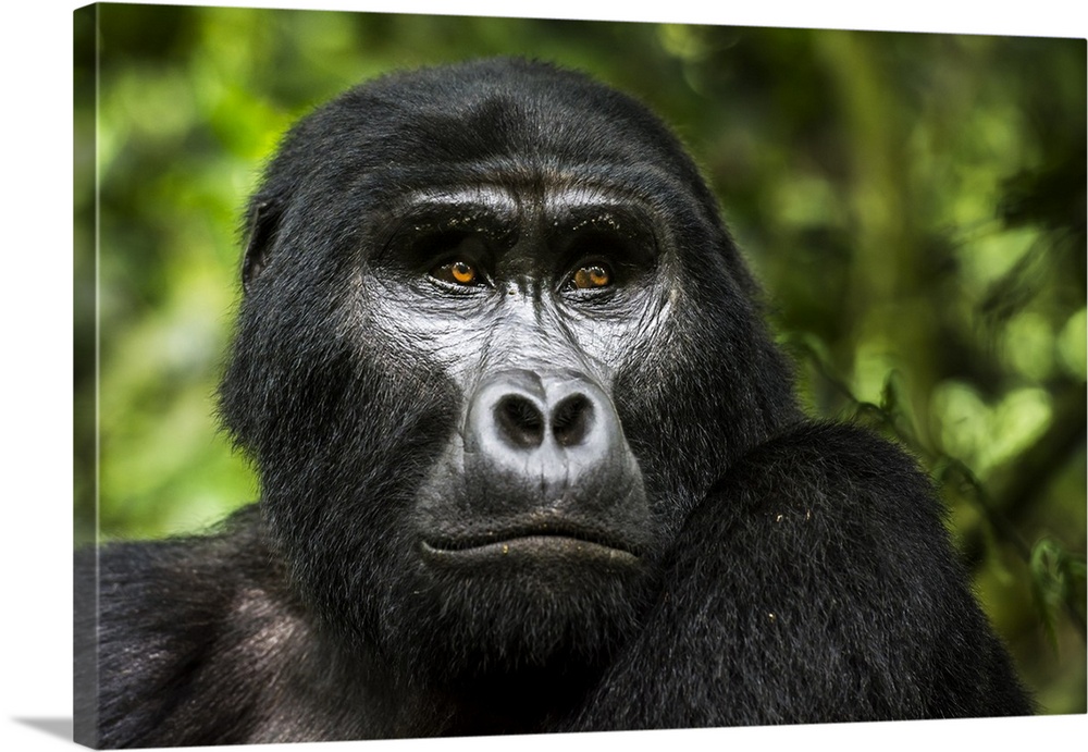 Mountain gorilla (Gorilla beringei beringei). Bwindi Impenetrable Forest. Uganda