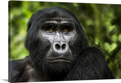 Mountain gorilla (Gorilla beringei beringei). Bwindi Impenetrable Forest. Uganda