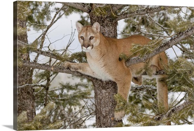 Mountain Lion in tree, (Captive) Montana-Puma concolor