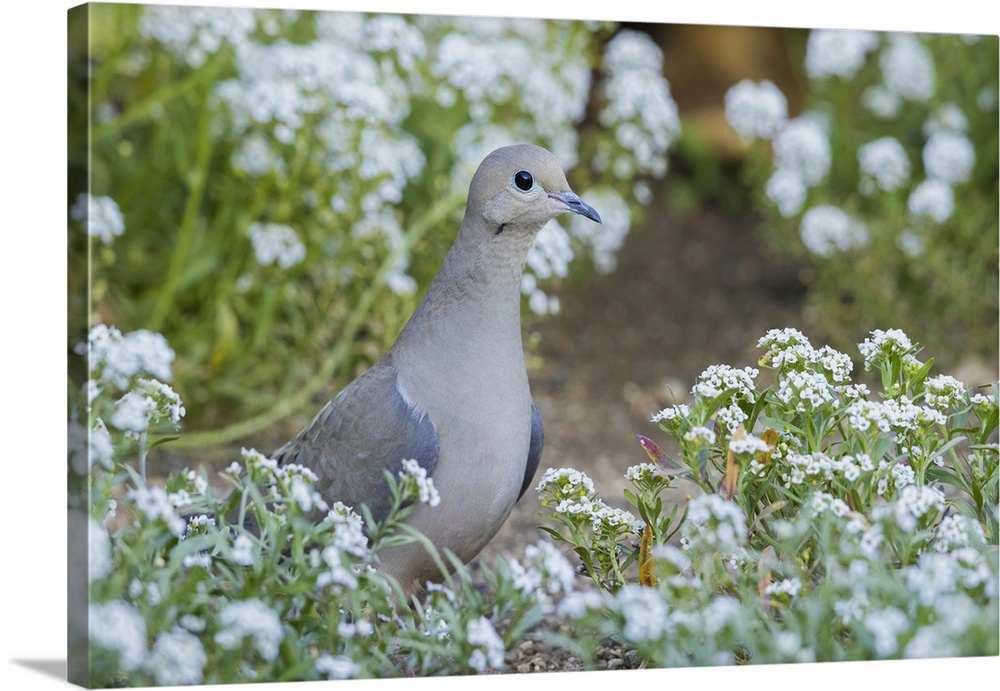 Mourning dove. Nature, Fauna.