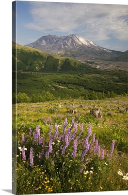 Mt. St. Helens with lupine and wildflowers