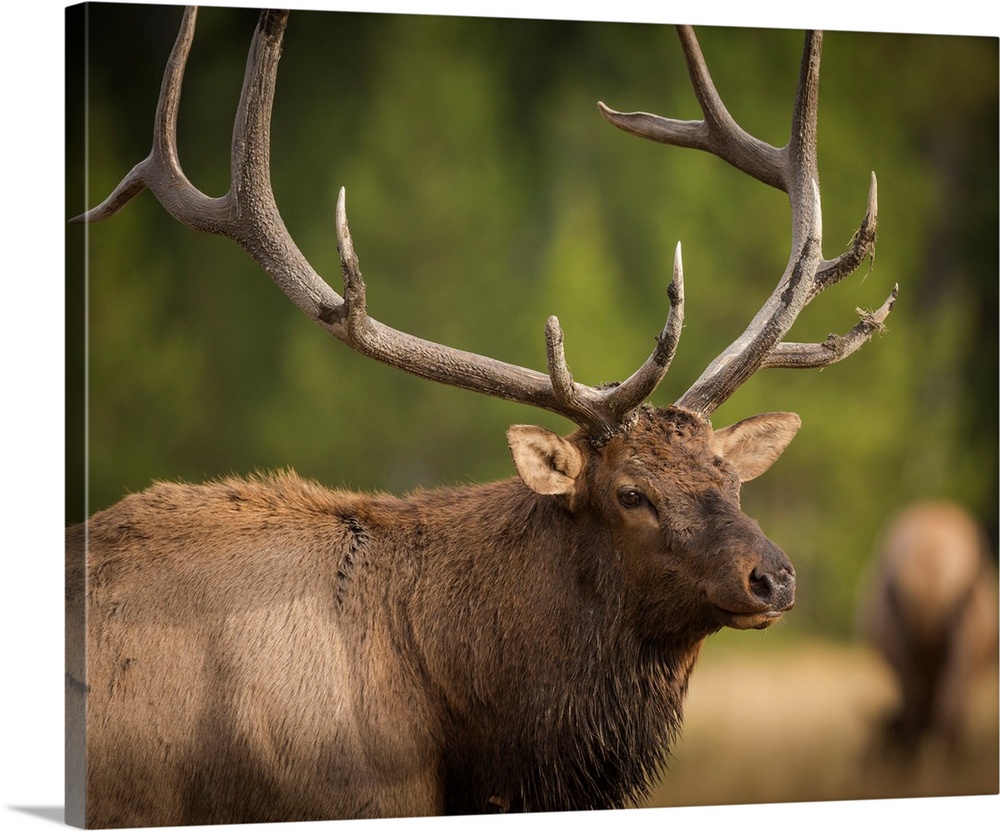Mud Covered Antlers On A Rocky Mountain Bull Elk In Rut, Yellowstone